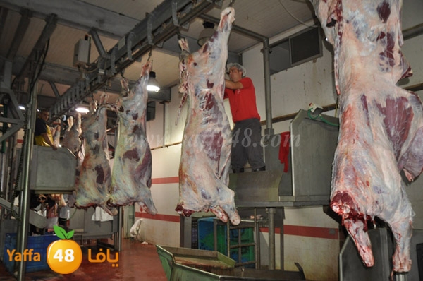 Jam3iya la7m3n (2).JPG